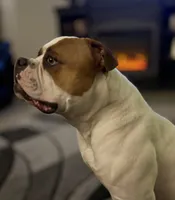 Cali x Champion Finn, a  American Bulldog for sale in Glendale, AZ – 4 of 7