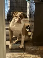 Female 1, a female American Bulldog for sale in Glendale, AZ – 5 of 8