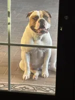 Female 1, a female American Bulldog for sale in Glendale, AZ – 6 of 8