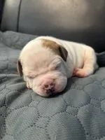 Female 1, a female American Bulldog for sale in Glendale, AZ – 1 of 8