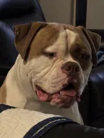 Female 1, a female American Bulldog for sale in Glendale, AZ – 2 of 8