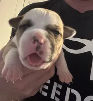 Female 1, a female American Bulldog for sale in Glendale, AZ – 4 of 8