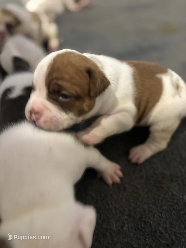 Female 1 – American Bulldog puppy for sale in Glendale, AZ