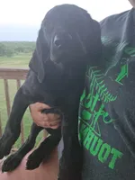 Labs , a male Labrador Retriever for sale in Sherman, TX – 1 of 4