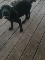 Labs , a male Labrador Retriever for sale in Sherman, TX – 2 of 4