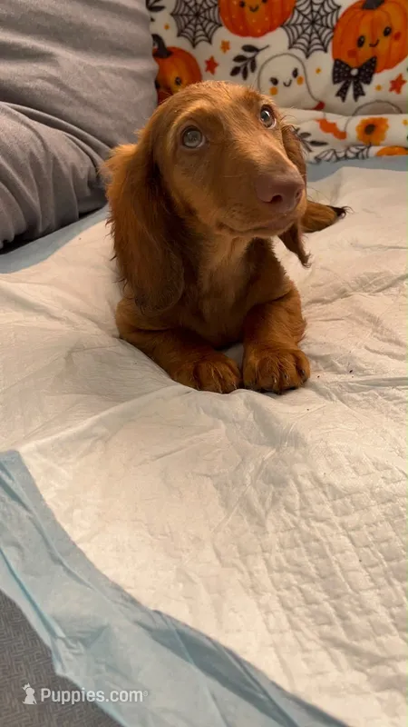 Tommy  – Miniature Dachshund puppy for sale in Whittier, CA