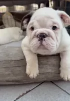 Rocco, a female English Bulldog for sale in Whittier, CA – 3 of 3