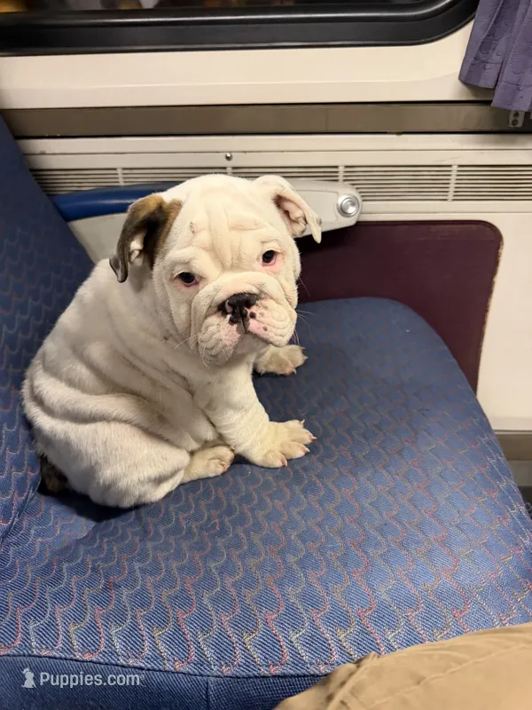 Rocco – English Bulldog puppy for sale in Whittier, CA