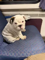 Rocco, a male English Bulldog for sale in Whittier, CA – 1 of 5