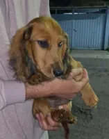 Bobby, a male Miniature Dachshund for sale in Whittier, CA – 2 of 5