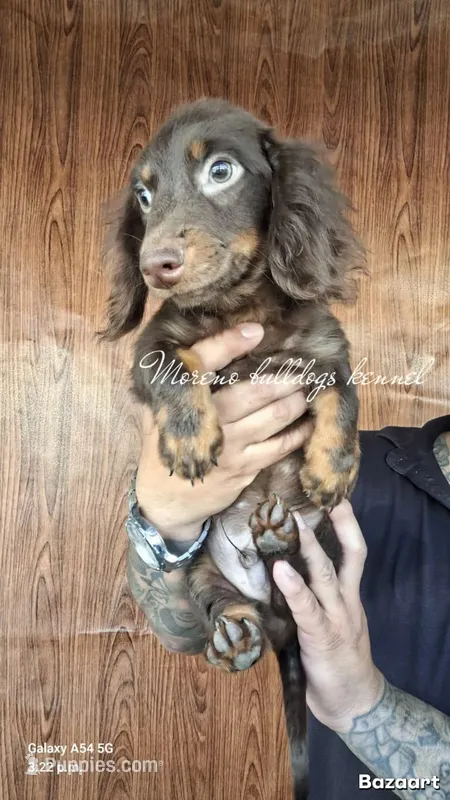 Jimmy – Miniature Dachshund puppy for sale in Whittier, CA