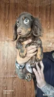 Jimmy, a male Miniature Dachshund for sale in Whittier, CA – 1 of 1