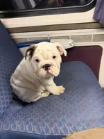 Rocco, a male English Bulldog for sale in Whittier, CA – 5 of 5