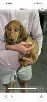 Bobby, a male Miniature Dachshund for sale in Whittier, CA – 3 of 5
