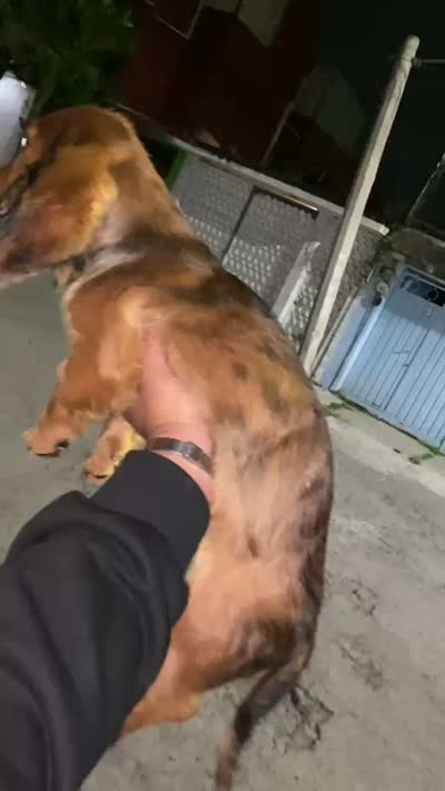 Bobby, a male Miniature Dachshund for sale in Whittier, CA – 4 of 5