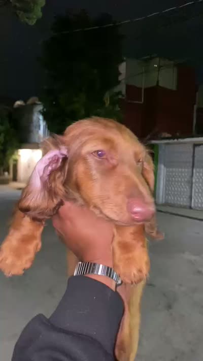 Tommy , a male Miniature Dachshund for sale in Whittier, CA – 4 of 4