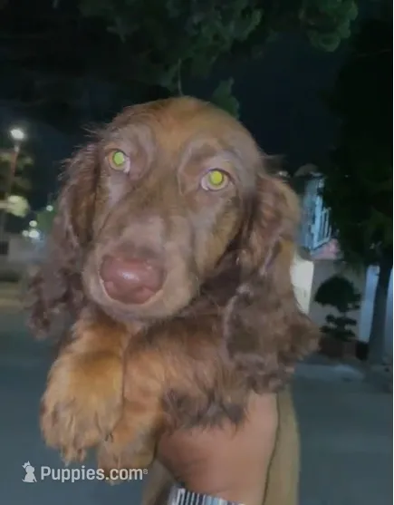 Tommy  – Miniature Dachshund puppy for sale in Whittier, CA