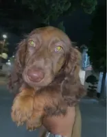Tommy , a male Miniature Dachshund for sale in Whittier, CA – 1 of 4