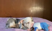 Blue , a male English Bulldog for sale in Whittier, CA – 3 of 3