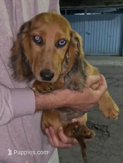 Bobby – Miniature Dachshund puppy for sale in Whittier, CA