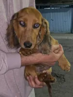 Bobby, a male Miniature Dachshund for sale in Whittier, CA – 1 of 5