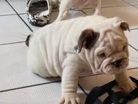 Rocco, a male English Bulldog for sale in Whittier, CA – 2 of 5