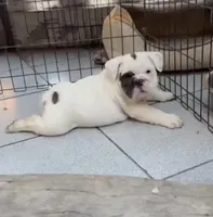 Rocco, a female English Bulldog for sale in Whittier, CA – 2 of 3
