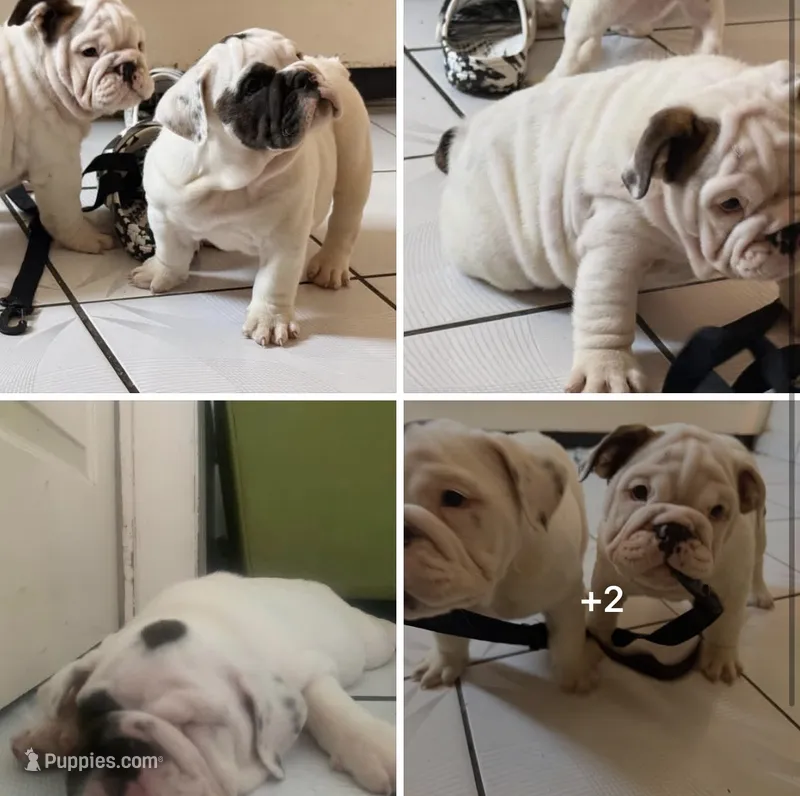 Rocco – English Bulldog puppy for sale in Whittier, CA