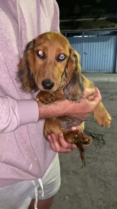 Bobby, a male Miniature Dachshund for sale in Whittier, CA – 5 of 5