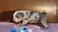 Blue , a male English Bulldog for sale in Whittier, CA – 2 of 3