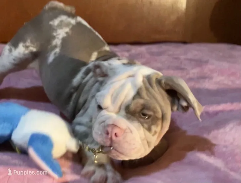 Blue  – English Bulldog puppy for sale in Whittier, CA