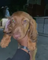 Tommy , a male Miniature Dachshund for sale in Whittier, CA – 3 of 4