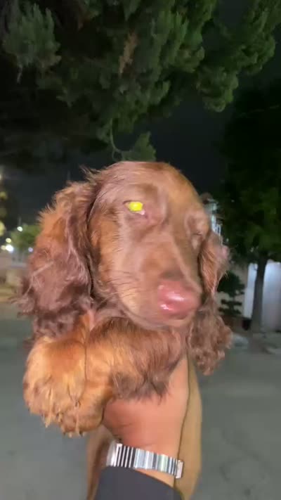 Tommy , a male Miniature Dachshund for sale in Whittier, CA – 2 of 4