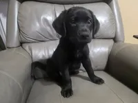 Spot, a female Labrador Retriever for sale in Arlington, TX – 1 of 3