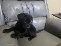 Bruno, a male Labrador Retriever for sale in Arlington, TX – 1 of 3