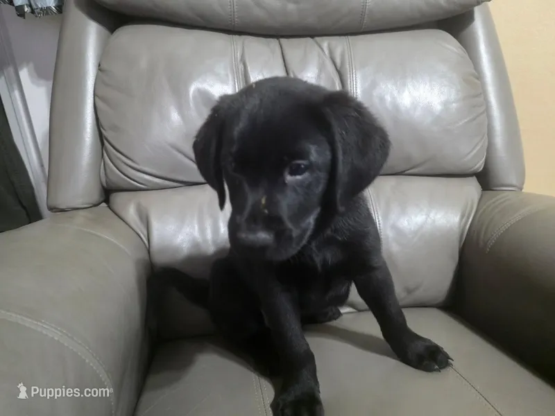 Vivi – Labrador Retriever puppy for sale in Arlington, TX