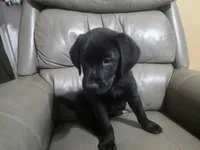 Vivi, a female Labrador Retriever for sale in Arlington, TX – 1 of 3