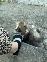 Bella, a female Pomeranian for sale in Nacogdoches, TX – Photo 8 of 9