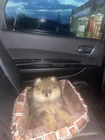 Bella, a female Pomeranian for sale in Nacogdoches, TX – Photo 2 of 9