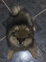 Bella, a female Pomeranian for sale in Nacogdoches, TX – Photo 6 of 9