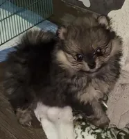Bella, a female Pomeranian for sale in Nacogdoches, TX – Photo 7 of 9