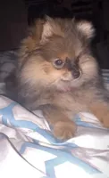 Bella, a female Pomeranian for sale in Nacogdoches, TX – Photo 3 of 9
