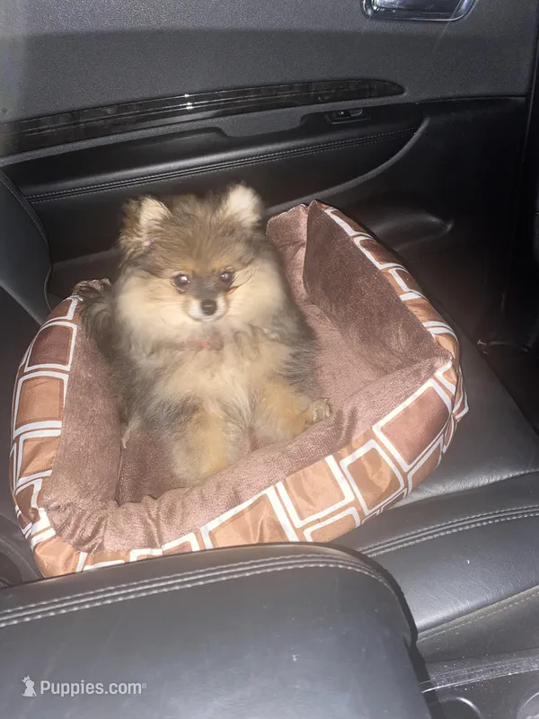 Bella – Pomeranian puppy for sale in Nacogdoches, TX