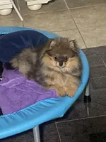 Bella, a female Pomeranian for sale in Nacogdoches, TX – Photo 5 of 9