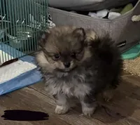 Bella, a female Pomeranian for sale in Nacogdoches, TX – Photo 9 of 9