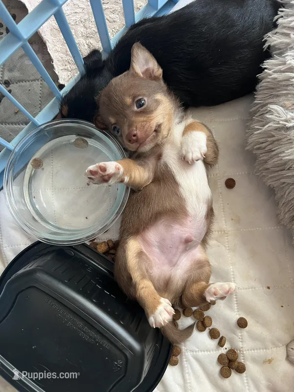 Charlie Willy – Chihuahua puppy for sale in Lincoln, AL