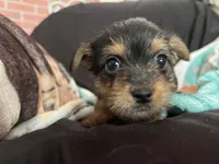 Angel, a female Chorkie for sale in Lincoln, AL – Photo 4 of 4