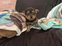 Angel, a female Chorkie for sale in Lincoln, AL – Photo 2 of 4