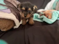 Angel, a female Chorkie for sale in Lincoln, AL – Photo 3 of 4