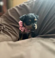 Mandy, a female Chorkie for sale in Lincoln, AL – Photo 7 of 8